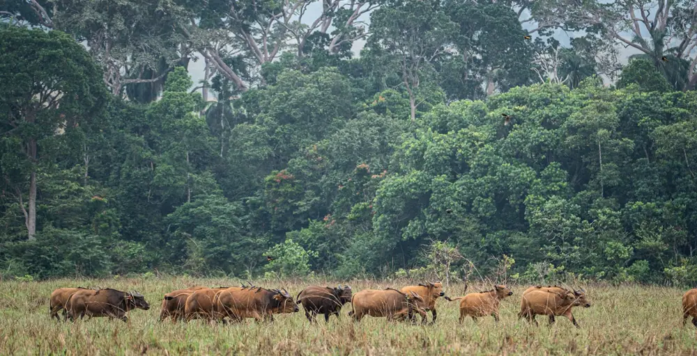 LopÃ© National Park