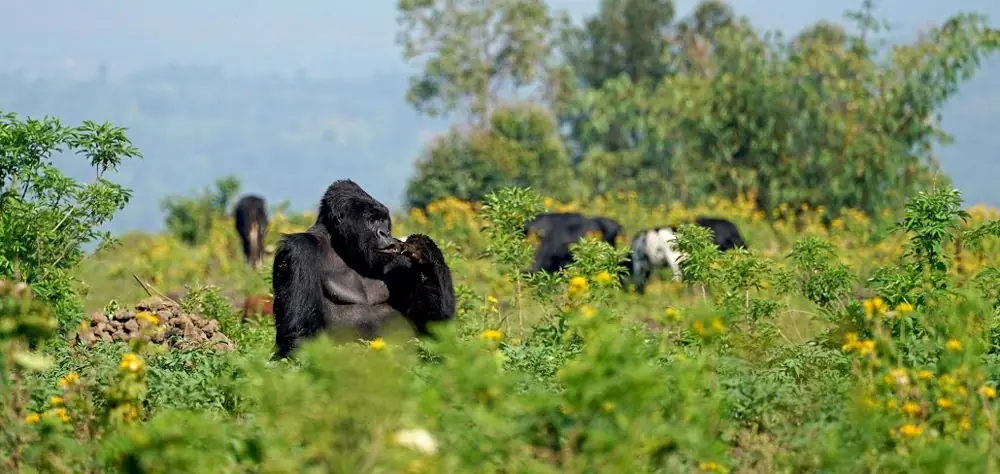 Kahuzi-Biega National Park